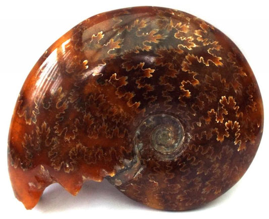 Fossilised Ammonite Polished Specimen 05