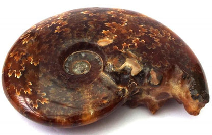 Fossilised Ammonite Polished Specimen 05