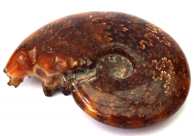 Fossilised Ammonite Polished Specimen 05
