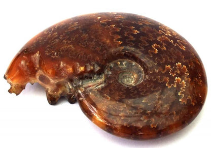 Fossilised Ammonite Polished Specimen 05
