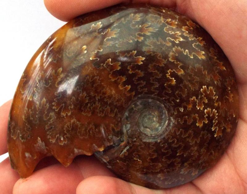 Fossilised Ammonite Polished Specimen 05
