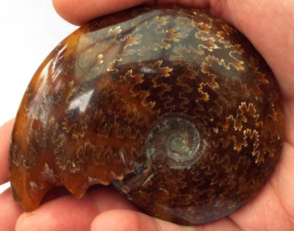 Fossilised Ammonite Polished Specimen 05