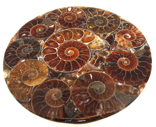 Fossilised Ammonite Coaster