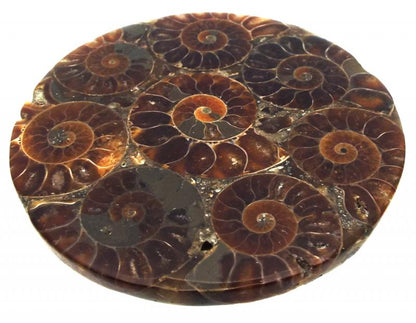 Fossilised Ammonite Coaster