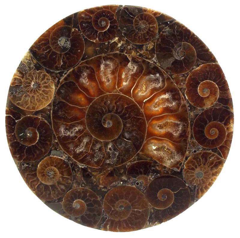 Fossilised Ammonite Coaster