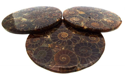 Fossilised Ammonite Coaster