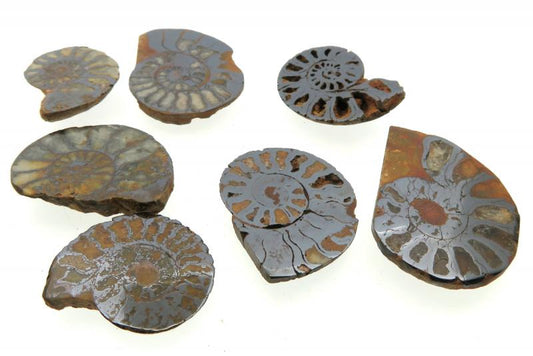 Fossilised Hematite Ammonite Half