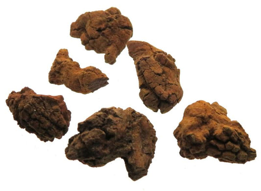 Fossilised Dung Coprolite