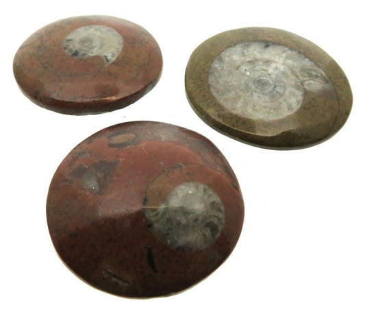 Fossilised Polished Goniatite Button