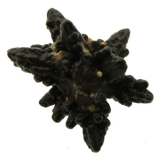 Pseudomorph Prophecy Stone Specimen 07