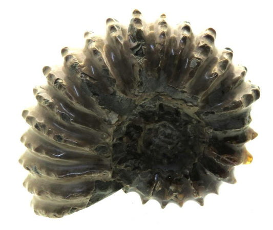 Fossilised Ammonite Ribbed Specimen 01
