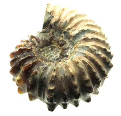 Fossilised Ammonite Ribbed Specimen 01