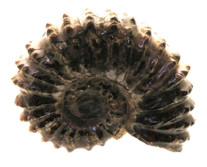 Fossilised Ammonite Ribbed Specimen 02