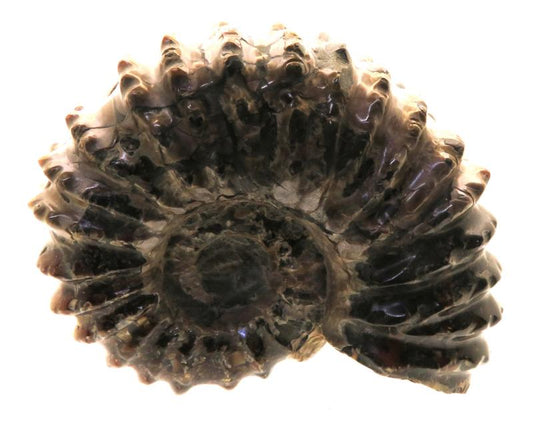 Fossilised Ammonite Ribbed Specimen 02