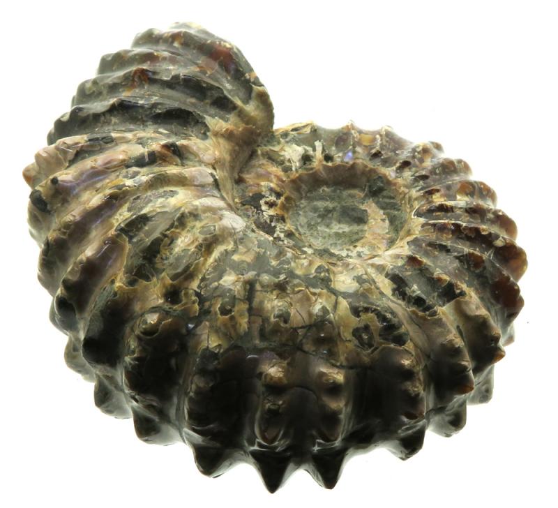 Fossilised Ammonite Ribbed Specimen 02