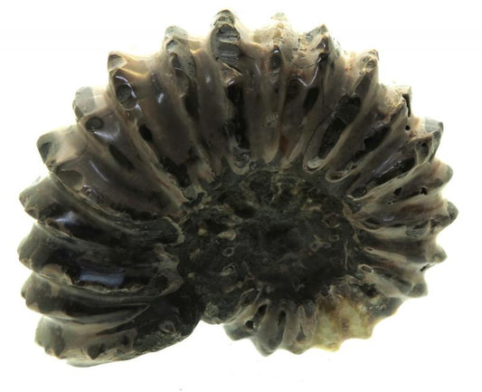 Fossilised Ammonite Ribbed Specimen 03