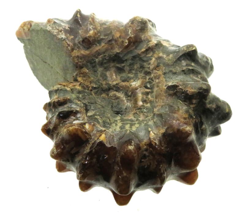 Fossilised Ammonite Ribbed Specimen 04