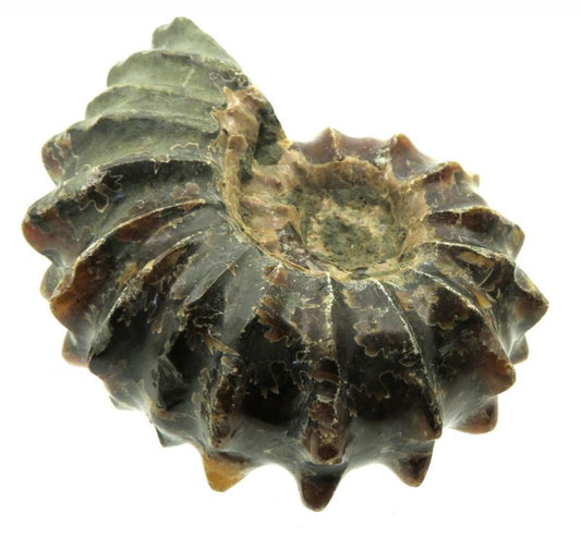 Fossilised Ammonite Ribbed Specimen 05