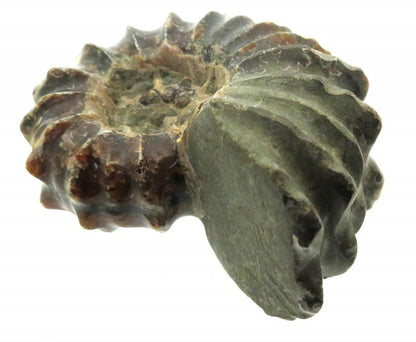 Fossilised Ammonite Ribbed Specimen 05