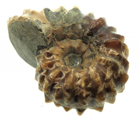 Fossilised Ammonite Ribbed Specimen 06