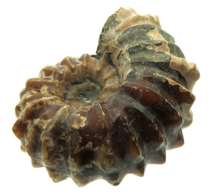 Fossilised Ammonite Ribbed Specimen 06