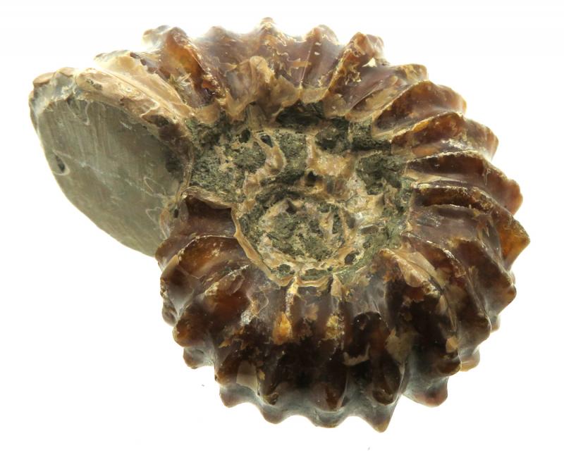 Fossilised Ammonite Ribbed Specimen 07