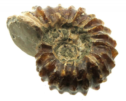 Fossilised Ammonite Ribbed Specimen 07