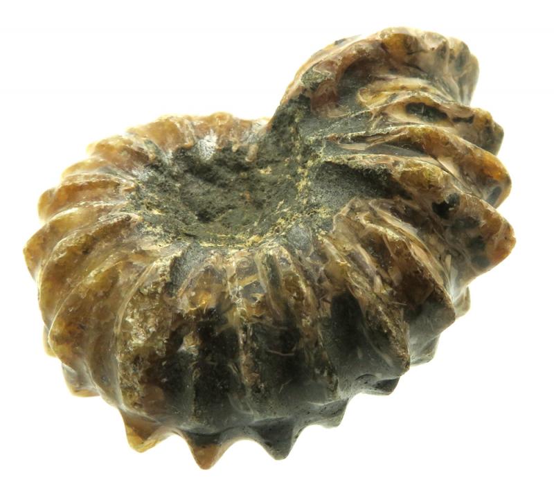 Fossilised Ammonite Ribbed Specimen 08