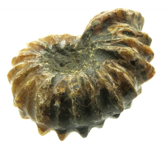 Fossilised Ammonite Ribbed Specimen 08