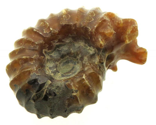 Fossilised Ammonite Ribbed Specimen 09