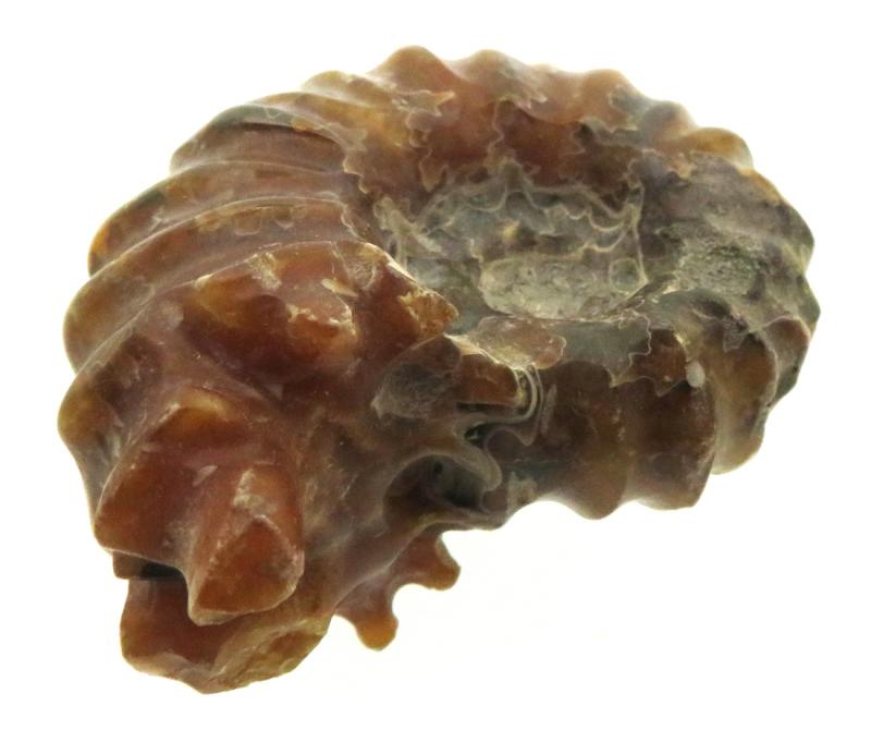 Fossilised Ammonite Ribbed Specimen 09