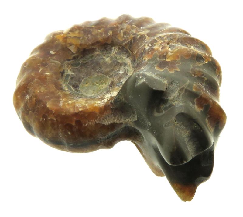 Fossilised Ammonite Ribbed Specimen 10