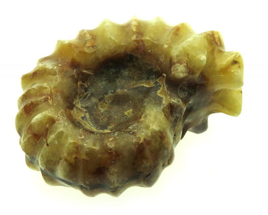 Fossilised Ammonite Ribbed Specimen 11