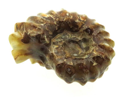 Fossilised Ammonite Ribbed Specimen 11