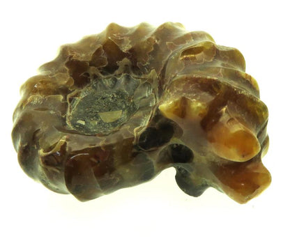 Fossilised Ammonite Ribbed Specimen 12