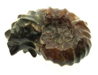 Fossilised Ammonite Ribbed Specimen 13