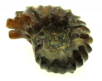 Fossilised Ammonite Ribbed Specimen 14