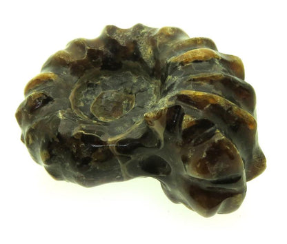 Fossilised Ammonite Ribbed Specimen 15