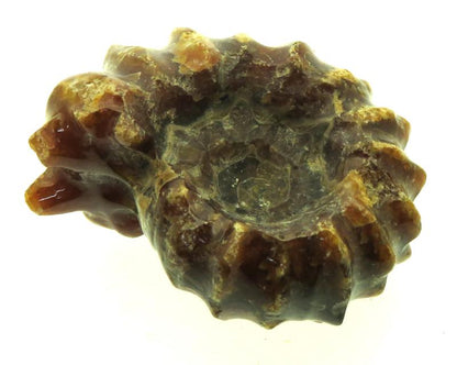 Fossilised Ammonite Ribbed Specimen 16